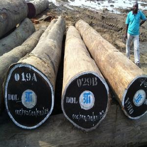 Premium Quality Wenge <b>Logs</b> <b>Eco</b>-friendly Oak Sourced Professional Timber Markets Wholesale Deals Fast Delivery for Household - Product Image 3