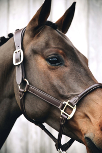 Equipo Ecuestre de Primera Calidad, Halter de Cuero Italiano para Caballo con Placa de Identificación Personalizada, Costuras Elegantes, Proveedor Indio - Product Image 4