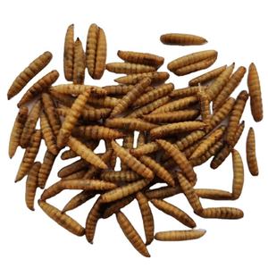 Zengin Protein toptan tahıl ücretsiz yüksek Protein kurutulmuş siyah asker cesur Fly Pupa küçük evcil - Product Image 3