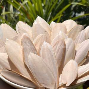 Hueso de Sepia Seco para Alimentación Animal y Suplemento de Calcio - Product Image 4