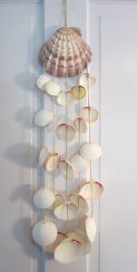 Concha marina de materia prima natural diversa/concha de vieira/la mejor opción para decoración/Sra. Beatrix - Product Image 4