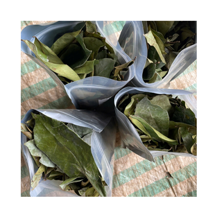 Factory Direct Dried Soursop Leaves Bulk Supply Graviola Leaves for Herbal <b>Tea</b> Export Quality Low MOQ Fast Shipping - Product Image 2