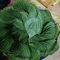 Hoogwaardige verse betelbladeren, natuurlijke paanbladeren, groothandel leverancier Bangladesh, bulk levering export wereldmarkt paanbladeren agro