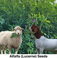 Graines d'alfalfa de haute qualité Moon Star (Medicago Sativa) pureté 99% germination 85% emballage 1-50 KG origine Pakistan