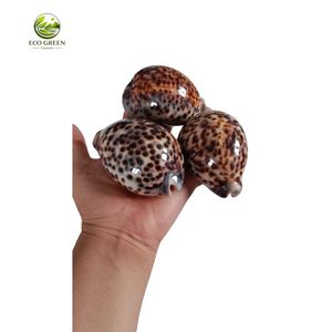 เปลือกหอยธรรมชาติ Cypraea Caurica ขัดเงาเคลือบเงา ขนาดสั่งทำพิเศษ สำหรับงานศิลปะพื้นบ้านและของสะสม - Product Image 6