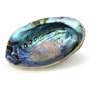 Paua <b>shells</b> seashell for aquarium tank decor <b>abalone</b> <b>shell</b> high quality natural raw seashells - Product Image 1