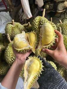 ทุเรียนสดเวียดนาม รุ่นริ6 มุนทอง ผลไม้คัดสรรธรรมชาติ สำหรับรับประทานสด ของหวาน จัดเลี้ยง อาหารแปรรูป ขายปลีก และส่งออก - Product Image 2