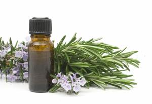 Premium <b>Rosemary</b> Essential <b>Oil</b> <b>Natural</b> Plant Extract for Wellness - Product Image 4