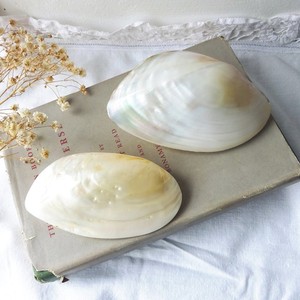 Vente chaude divers types coquillage et perle matériel meilleur prix M O P nacre coquille - Product Image 4