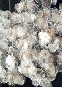 เกล็ดปลาที่ทำความสะอาดและอบแห้งแล้ว ปริมาณมาก จัดส่งโดยตรงจากโรงงาน - Product Image 3