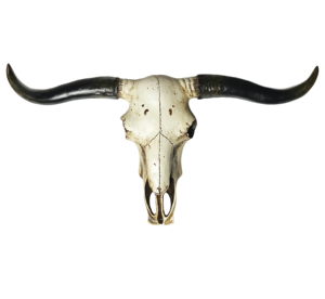 Cráneo de Búfalo Tallado a Mano, Antiguo, para Colgar o Apoyar en la Pared, Decoración de Pared, Cráneo de Búfalo Natural con Cuernos de Ágata - Product Image 1