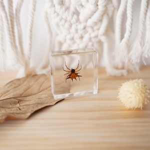 Pisapapeles de resina de insectos reales araña escarabajo polilla Rectangular sólido alto transparente OEM ODM personalizado al por mayor peso de papel a granel - Product Image 2