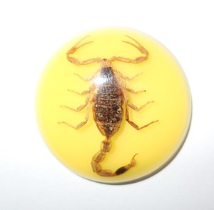 Escorpión Dorado, Espécimen Real, Cabujón de Plástico Redondo de 35x35 mm, Base Plana Amarilla para Manualidades y Joyería - Product Image 2