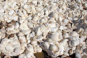 Grado de moldeado de alta calidad de caucho natural Premium Cup Lump de Vietnam para producción industrial - Product Image 4