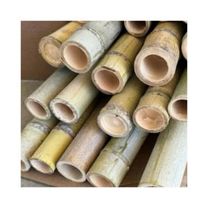 Bâtons et cannes en bambou naturel de Tonkin, droits et secs - Product Image 1