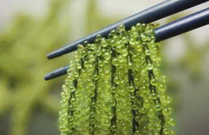 Uvas de Mar Deshidratadas Premium 100% Caulerpa Lentillifera envasadas al vacío de Vietnam - para consumo directo - Product Image 3
