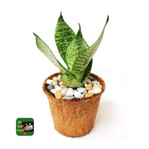 Fábrica de macetas de fibra de coco natural de Vietnam para plantas de balcón de bibliotecas y decoración de espacios de estudio modernos, artículos de almacenamiento para jardín natural - Product Image 5