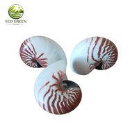 Concha de Nautilus Natural Premium, Pieza Decorativa Espiral de Lujo, Regalo Único del Océano, Concha de Concha Marina Coleccionable Rara, Decoración Artística Marina