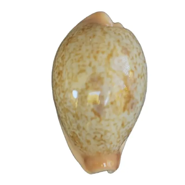 Venta al por mayor Mini pequeña concha de cauri dorado en stock/precio barato Tigre cauri concha marina proveedor de Vietnam 99 DATOS DE ORO