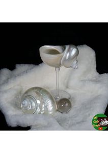 Vaisselle artisanale en coquillages, tasse de luxe en conque, produit décoratif unique pour la vente en gros internationale - Product Image 2