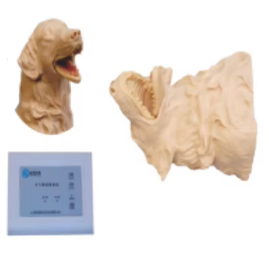 AMAIN Modèle avancé de perfusion intraveineuse des membres avant de chiens de taille moyenne, utilisé pour l'injection intraveineuse et la ponction répétible - Product Image 4