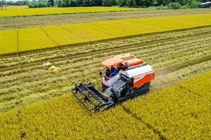 Cosechadora de Arroz Kubota DC120X de Alta Resistencia, Duradera y de Fácil Mantenimiento - Product Image 4