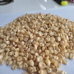 ข้าวโพดขาวอบแห้งสำหรับบริโภคเกรดดีที่สุด คุณภาพสูง ไม่เหนียว อายุการเก็บรักษา 24 เดือน ขาว 100% ขายส่ง - Product Image 6