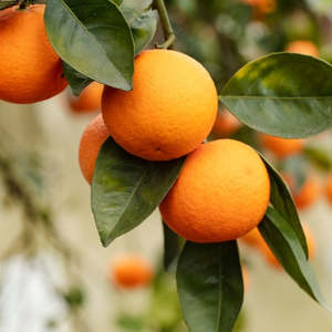 Naranjas Navel y Valencia Frescas Orgánicas Premium |   Grado A |   Cítricos con 12 Meses de Vida Útil, 15 kg, 56 cm, Mejor Precio en Existencia, Baratos - Product Image 6