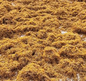 19 Mezclas de Hierbas Puras para Liar, Suministro a Granel de Fábrica, Mezcla Americana, Mezcla Virginia - Product Image 6