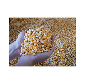 ข้าวโพดเหนียวสีเหลืองปลอดจีเอ็มโอจากบราซิล อายุการเก็บรักษา 2 ปี - Product Image 4