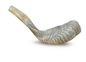 Shofar de Cuerno de Carnero Natural de Alta Calidad, Kosher, para Tocar en Rosh Hashanah, Pulido - Product Image 6