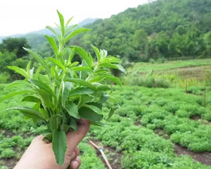 หญ้าหวานเวียดนาม ตัวเลือกที่ดีที่สุดสำหรับสารให้ความหวานจากธรรมชาติ คุณเมย์ - Product Image 3
