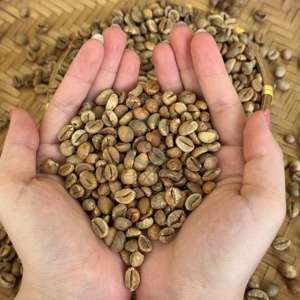 Granos de Café Verde Robusta Estándar Global, Calidad Baja, Negros y Partidos, Pantalla 16, Materia Prima para Tostar - Product Image 4