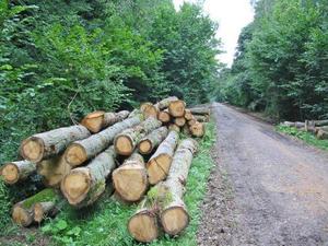 High Quality Timber Sawn Teak Acacia Oak Wood Logs Spruce <b>Pine</b> Eucalyptus C&T FARM LLC USA 2-Year <b>Shelf</b> Life Building Use - Product Image 3