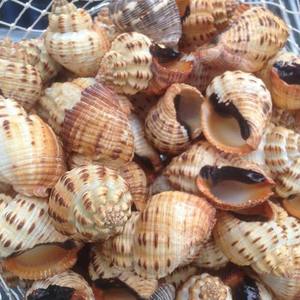 BEST SELLER Eco-Friendly Handmade Natural Mixed Ocean <b>Shell</b> <b>Ornaments</b> Pack Home Table Decor DIY Craft Project Blue Lotus - Product Image 1