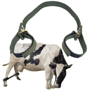 NVC 1 pouce cuir et chaîne bétail bétail Hobble Instrument vétérinaire modèle 1-170-04 Pakistan - Product Image 4