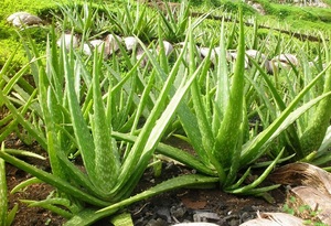 Organic Aloe Vera Leaf Extract for Beverage or Skincare and Natural Herbal Cosmetic Formulations - Product Image 2