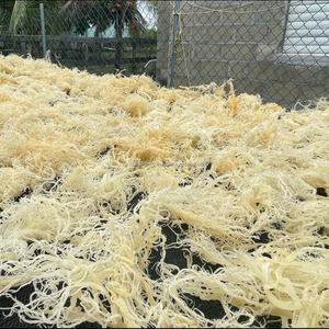 Alga Marina Kappaphycus Alvarezii (NORI) Seca Premium - Humedad 14% - Empaque en Bolsa Sazonada - Alta Calidad - Exportación de Vietnam - KIM MINH INTL - Product Image 2