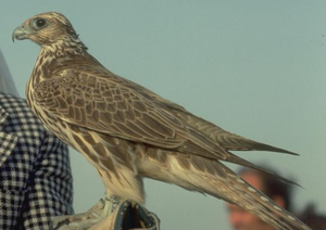 Fournisseur Premium de Sakers Falcon pour les Éleveurs Professionnels de Fauconnerie, les Installations Avicoles Licenciées et les Programmes Internationaux de Conservation de la Faune Sauvage - Product Image 4