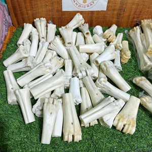 Hueso de pierna de búfalo blanco natural en forma de medio tubo para artesanías vikingas y tradicionales a precio económico. - Product Image 6