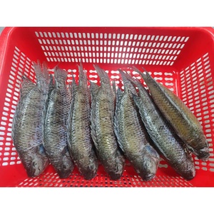 <span class=keywords><strong>Pesce</strong></span> Tilapia Congelato Eviscerato 2,25kg di Taiseng Seafoods - Product Image 5