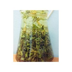 Hojas de Gotu Kola Secas al por Mayor de Vietnam para Extracto en Polvo de Centella Asiática, Hojas Puras de Pennywort, ¡Gran Venta! - Product Image 3