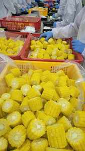 ข้าวโพดหวานแช่แข็งแบบ IQF จากเวียดนาม ตัดเป็นชิ้น คุณภาพพรีเมียม สีเหลือง บรรจุภัณฑ์แบบขายส่ง สำหรับซุป ฮอตพอท บริการจัดเลี้ยง อาหารสำเร็จรูป ขายส่ง - Product Image 6
