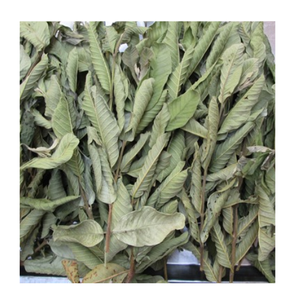 Feuilles de corossol séchées EXPAD 500g - Bonnes pour la santé et sûres à utiliser Infuser avec de l'eau chaude - Product Image 4