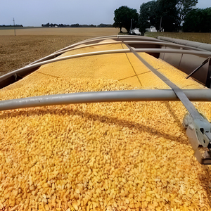 Maíz Amarillo de Grado Alimenticio para Animales, Maíz de Alta Calidad, Grano de Maíz para Ganado y Aves de Corral, Venta al por Mayor, Suministro a Granel, Fabricante, Exportador - Product Image 6