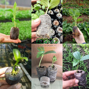Pellets de tourbe de noix de coco/semis de plante de sol de coco de noix de coco avec des prix bon marché d'Eco2go Vietnam - Product Image 6