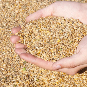 Listo para Enviar, Venta al por Mayor de Granos de Trigo Premium, Suministro a Granel, Grado Alimenticio, Producto de Exportación de Alta Calidad - Product Image 5