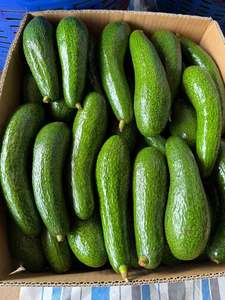 Venta al por mayor de cubos de aguacate congelados, exportación desde Vietnam - Product Image 4