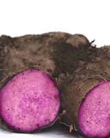 POUDRE D'UBE PREMIUM – COULEUR NATURELLE, TEXTURE FINE, DISPONIBILITÉ EN GRANDS VOLUMES
