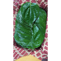 Feuilles de Paan fraîches de qualité supérieure, qualité export, pour recettes traditionnelles, aliment naturel, en promotion.